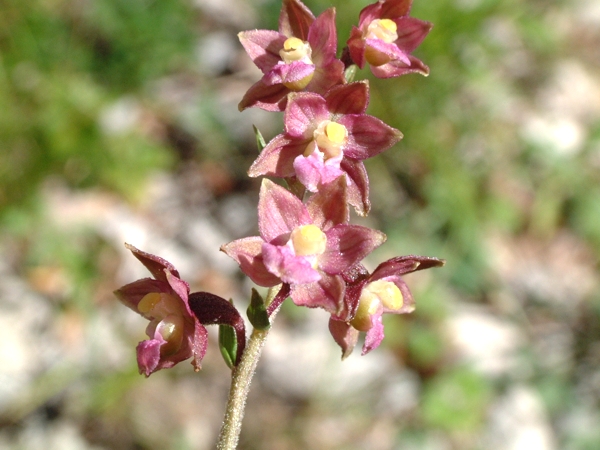 Epipactis atrorubens / Elleborine violacea